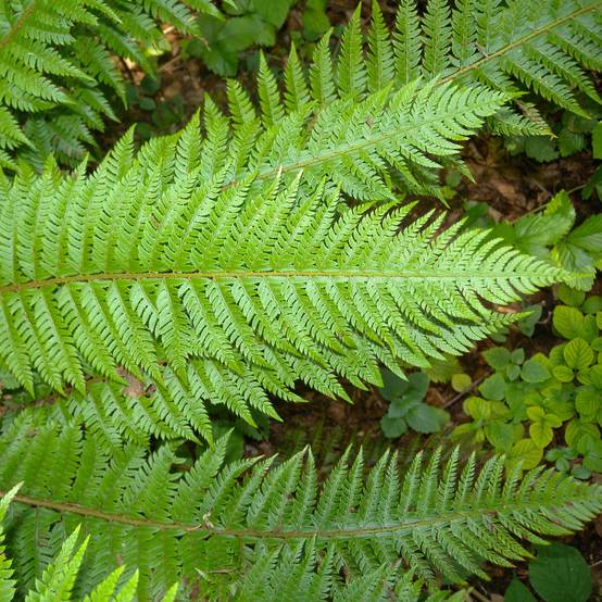 Polystichum aculeatum - Fougère Godet de 8/9 cm