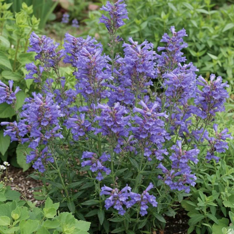 Penstemon Züriblau à fleurs Bleue/ - feuillage Caduc - Godet - 5/20 cm