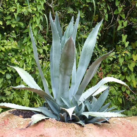Agave americana - Agave d'Amérique Pot de 3L/4L