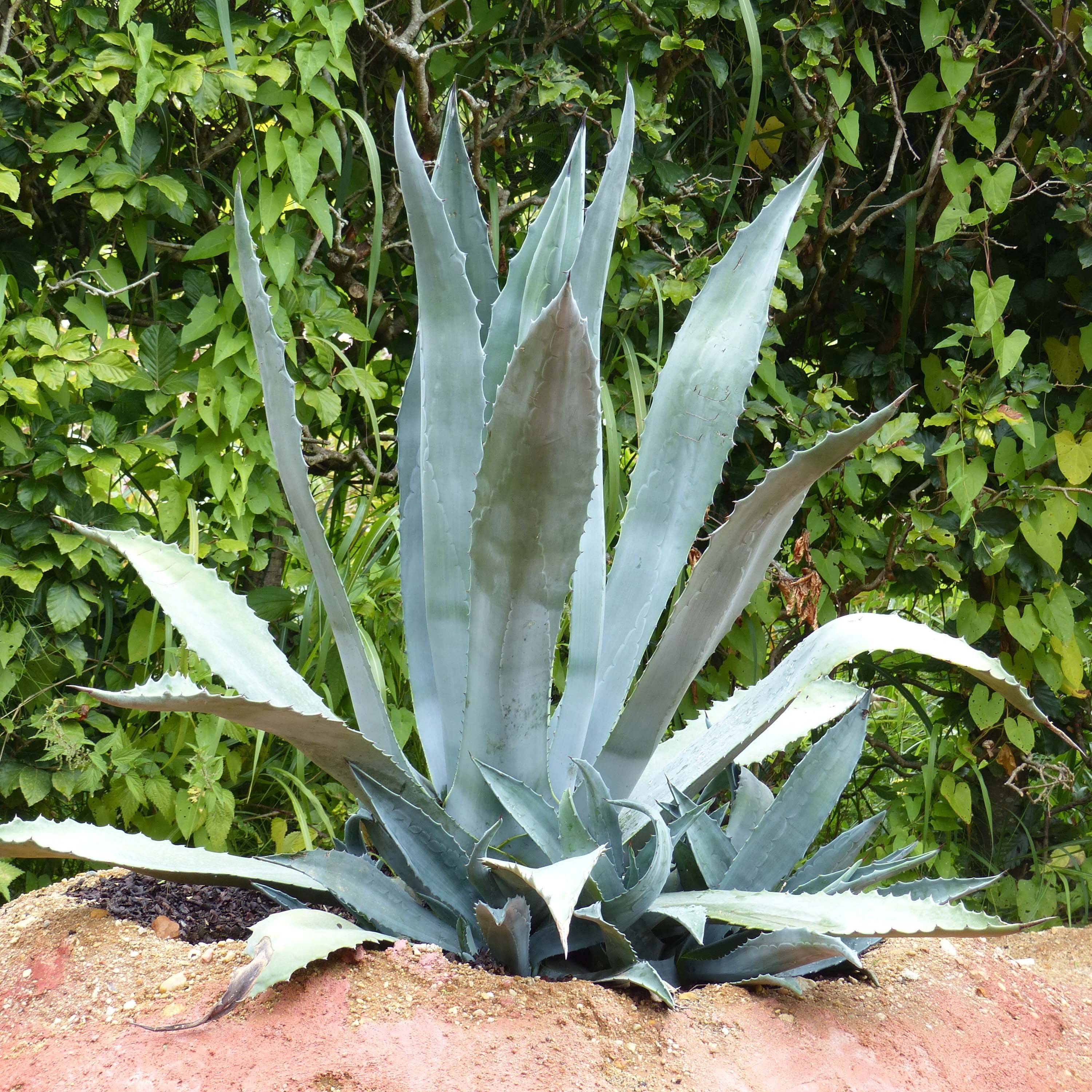 Agave americana - Agave d'Amérique Pot de 3L/4L