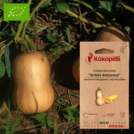 Courge Moschata Brûlée Butternut- Graines bio à semer - Image 1