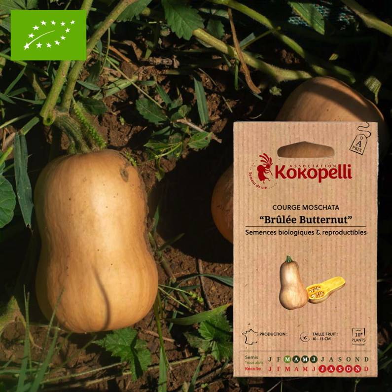 Association Kokopelli - Courge Brûlée Butternut- Graines bio à semer - Image 1