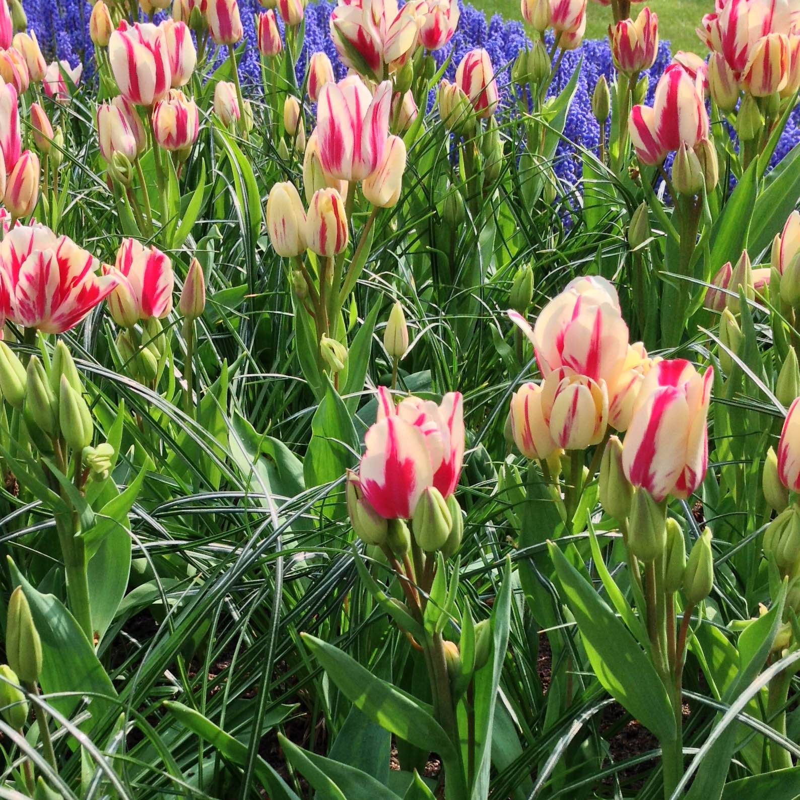 Promesse de Fleurs - Tulipe pluriflore Flaming Club Bulbe calibre 11+ (par 6)