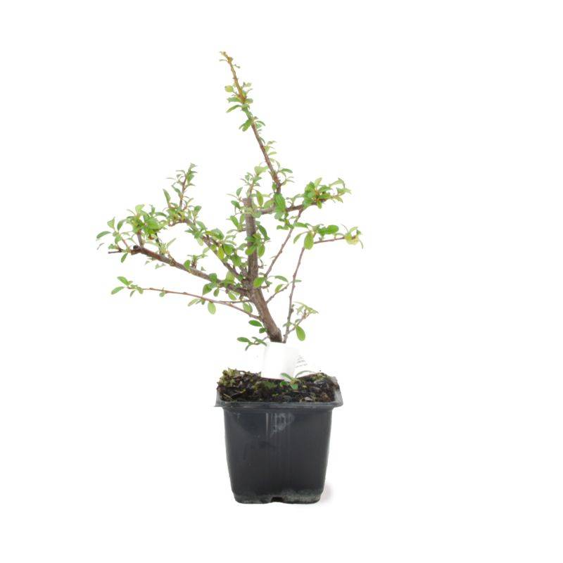 Buisson ardent 'Soleil d'Or' (Pyracantha 'Soleil d'Or') - Godet - Taille 13/25cm - Pépinières Naudet - Image 3