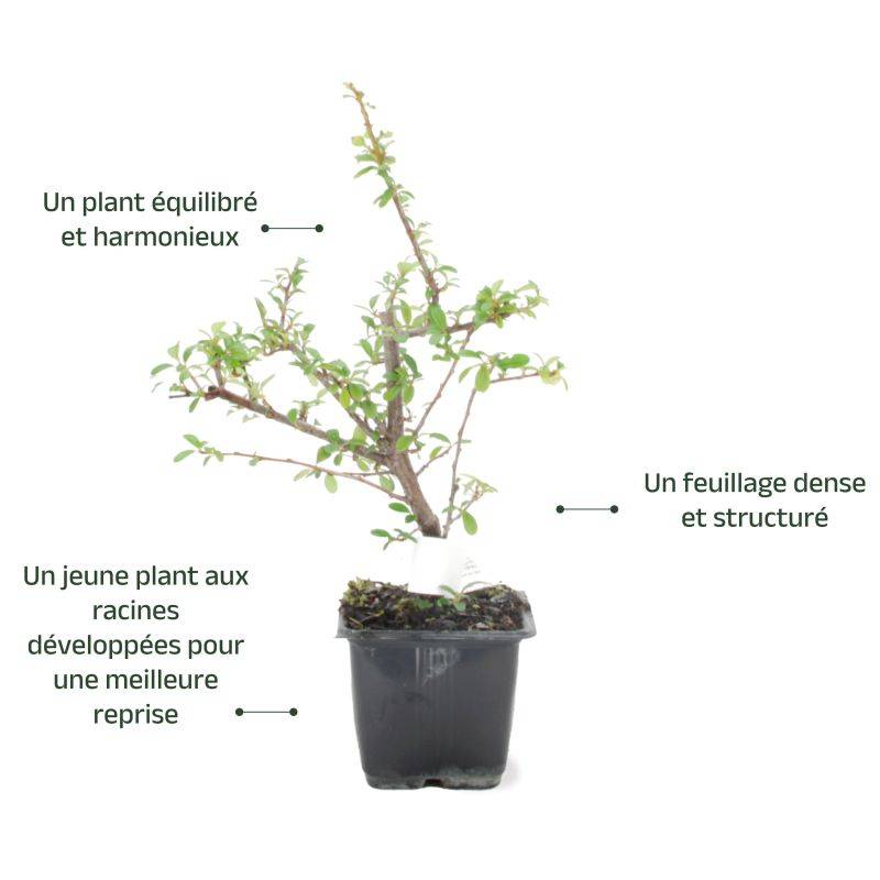 Buisson ardent 'Soleil d'Or' (Pyracantha 'Soleil d'Or') - Godet - Taille 13/25cm - Pépinières Naudet - Image 4