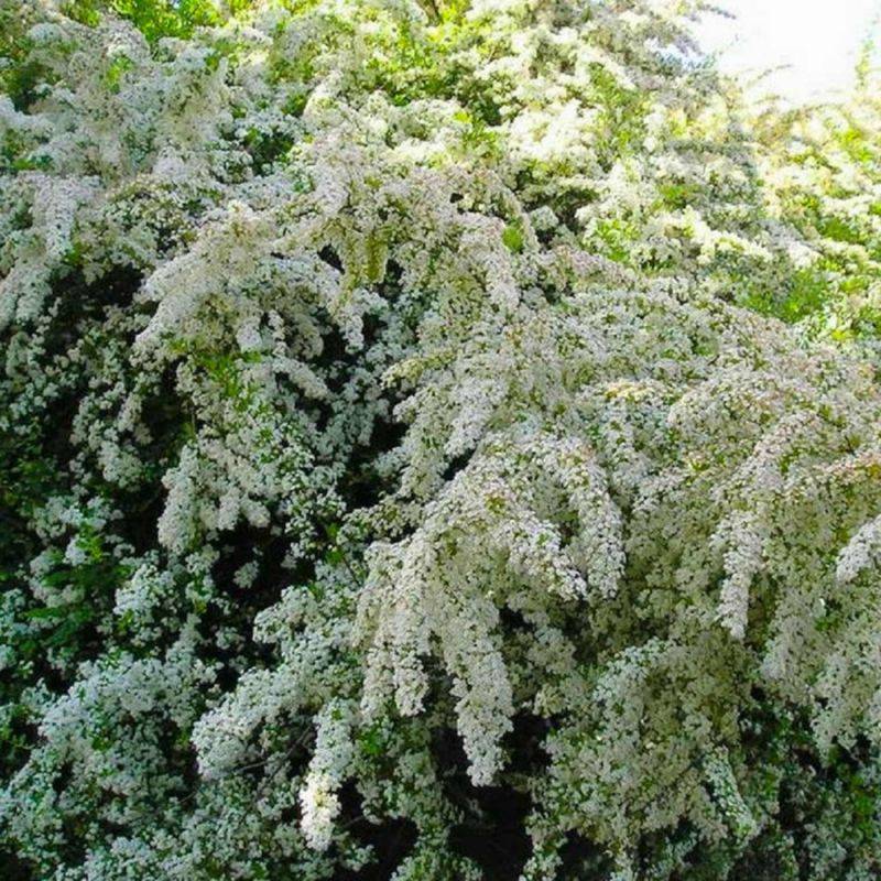 Buisson ardent 'Soleil d'Or' (Pyracantha 'Soleil d'Or') - Godet - Taille 13/25cm - Pépinières Naudet - Image 1