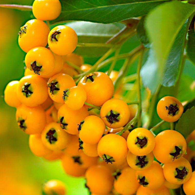 Buisson ardent 'Soleil d'Or' (Pyracantha 'Soleil d'Or') - Godet - Taille 13/25cm - Pépinières Naudet - Image 2