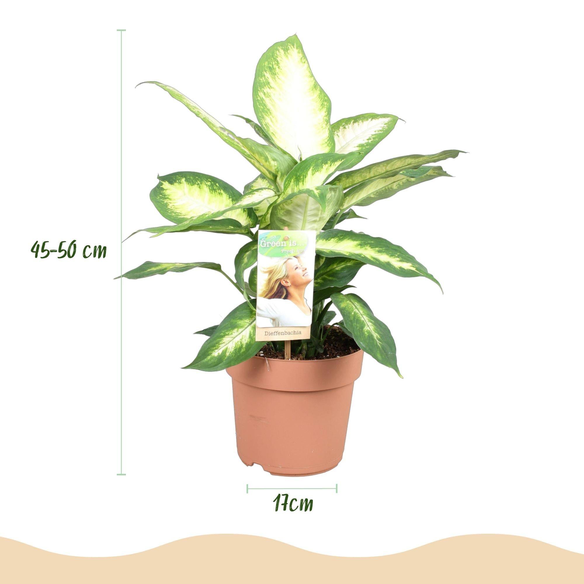 Diefenbachia Camilla - D17 H50cm - Image 2