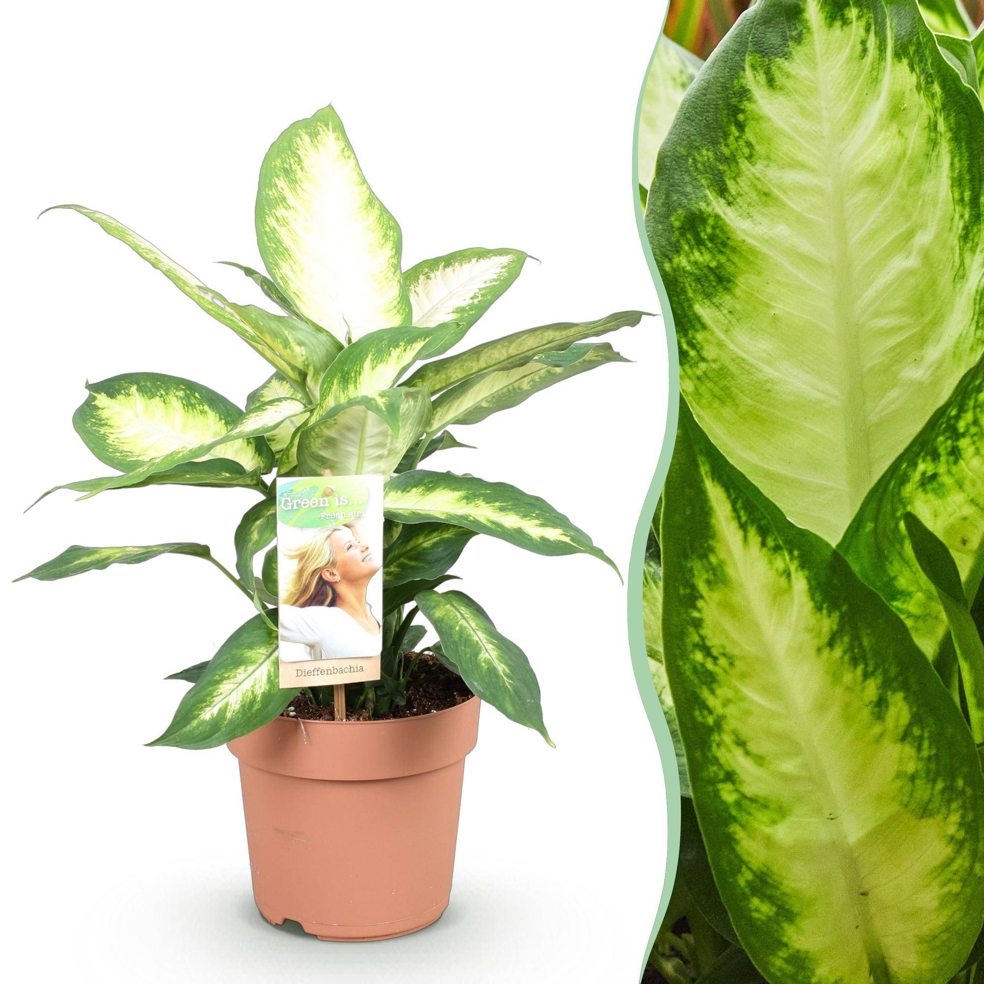 Diefenbachia Camilla - D17 H50cm - Image 4