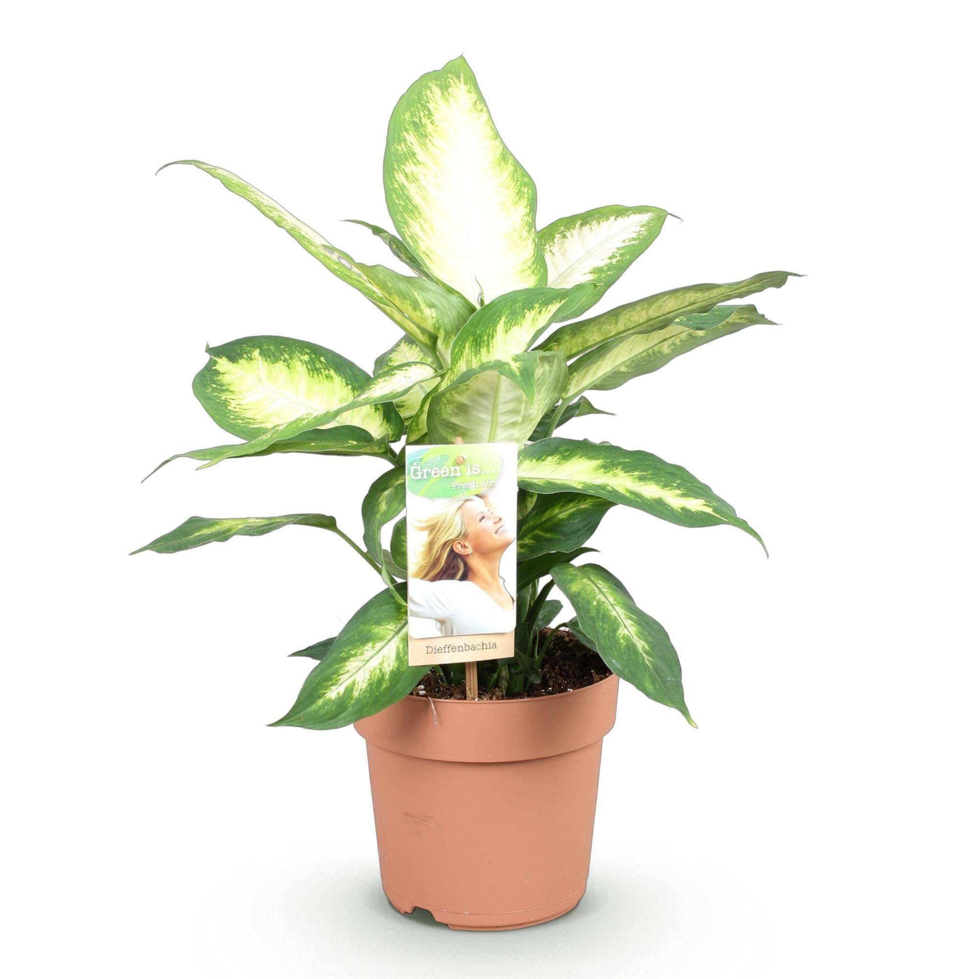 Diefenbachia Camilla - D17 H50cm - Image 5