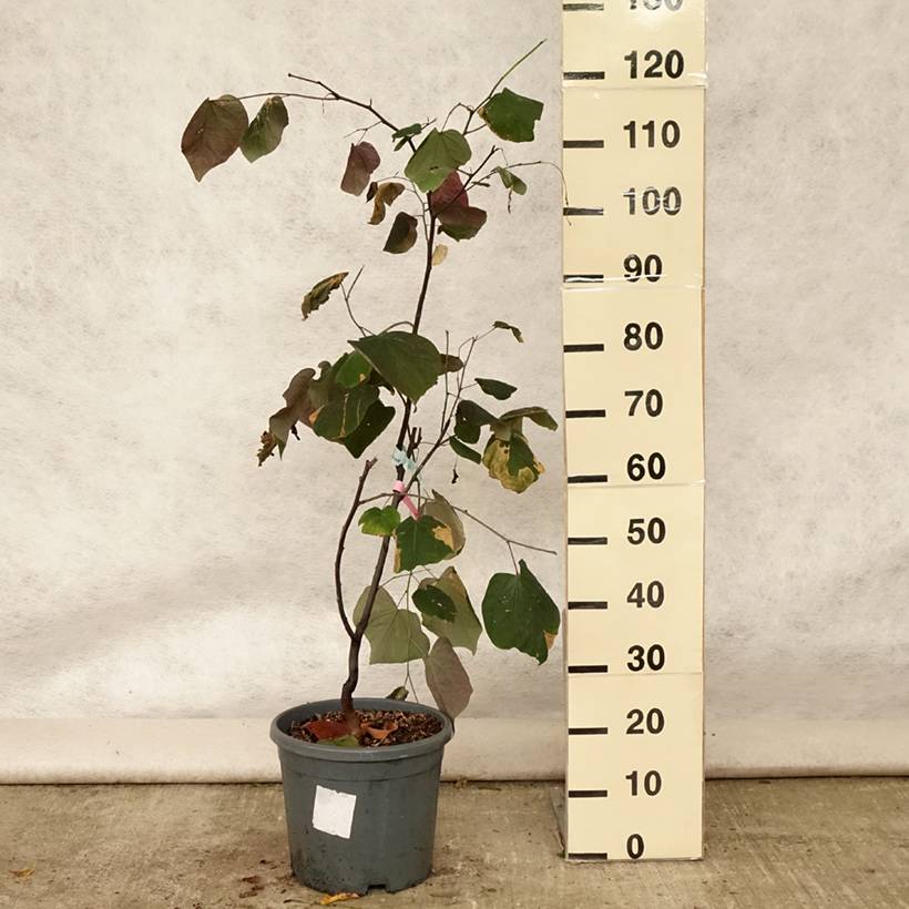 Promesse de Fleurs - Cercis canadensis Forest Pansy - Arbre de Judée Pot de 7,5L/10L - Image 2