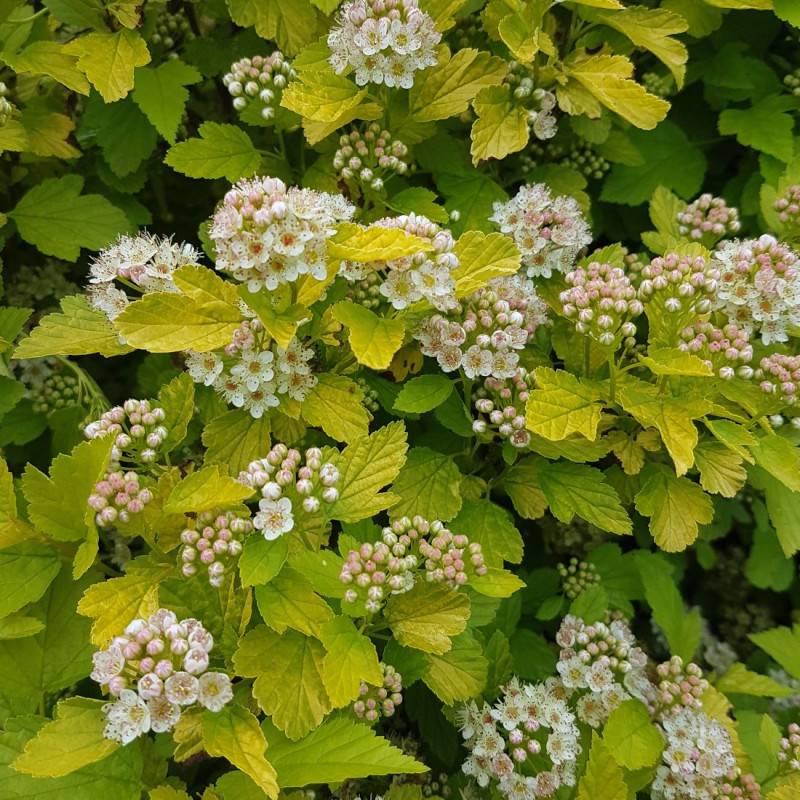 Physocarpus Raspberry Lemonade® 'ZLEYel2', Physocarpe à fleurs Blanche/ - feuillage Caduc - Pot de 1,5L - 20/40 cm - Image 5