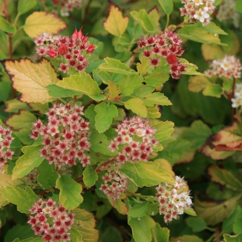 Physocarpus Raspberry Lemonade® 'ZLEYel2', Physocarpe à fleurs Blanche/ - feuillage Caduc - Pot de 1,5L - 20/40 cm - Image 1