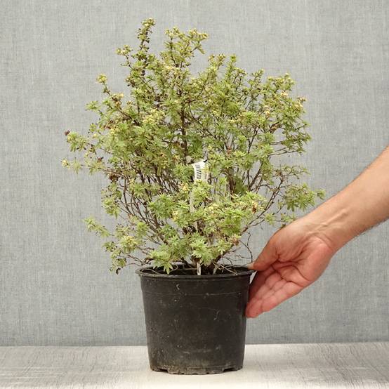 Potentille arbustive Bella Apple - Potentilla fruticosa Pot de 2L/3L - Image 2