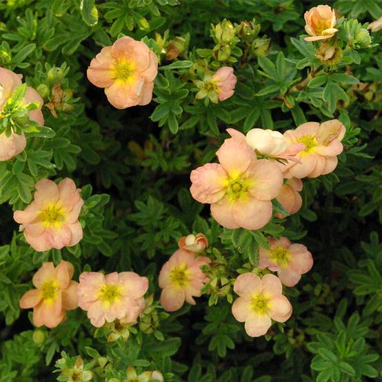 Potentille arbustive Bella Apple - Potentilla fruticosa Pot de 2L/3L - Image 1