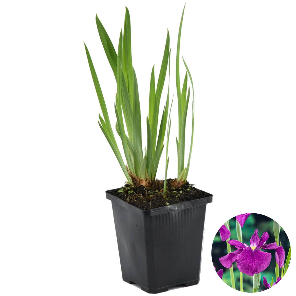 Iris Kaempferi - Iris du Japon - Violet - Plantes de bassin - H. 20-30 cm - P. 9 cm