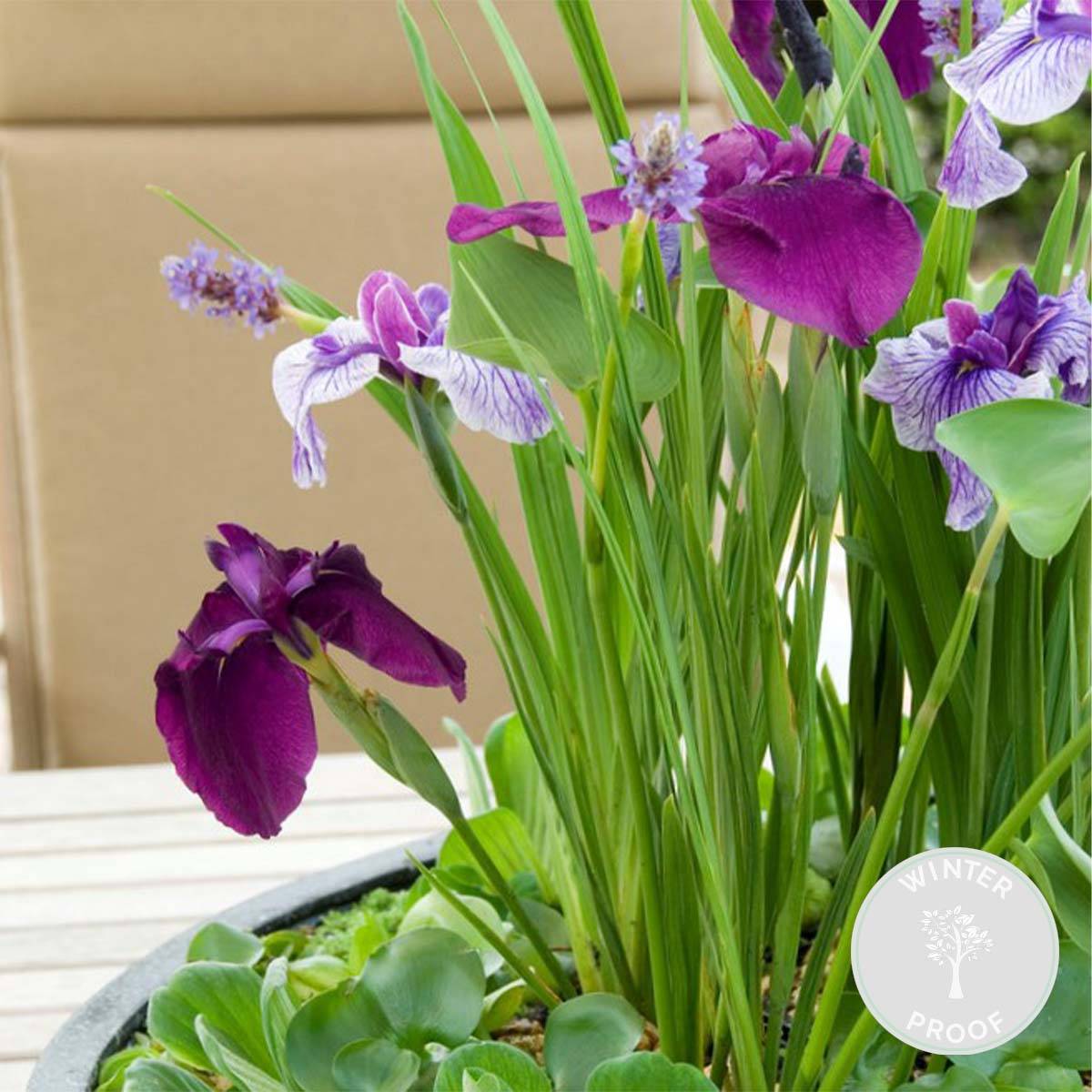 Iris Kaempferi - Iris du Japon - Violet - Plantes de bassin - H. 20-30 cm - P. 9 cm - Image 2