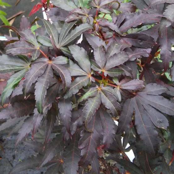 Erable du Japon - Acer palmatum Skeeter's Broom Pot de 3L/4L - Image 1