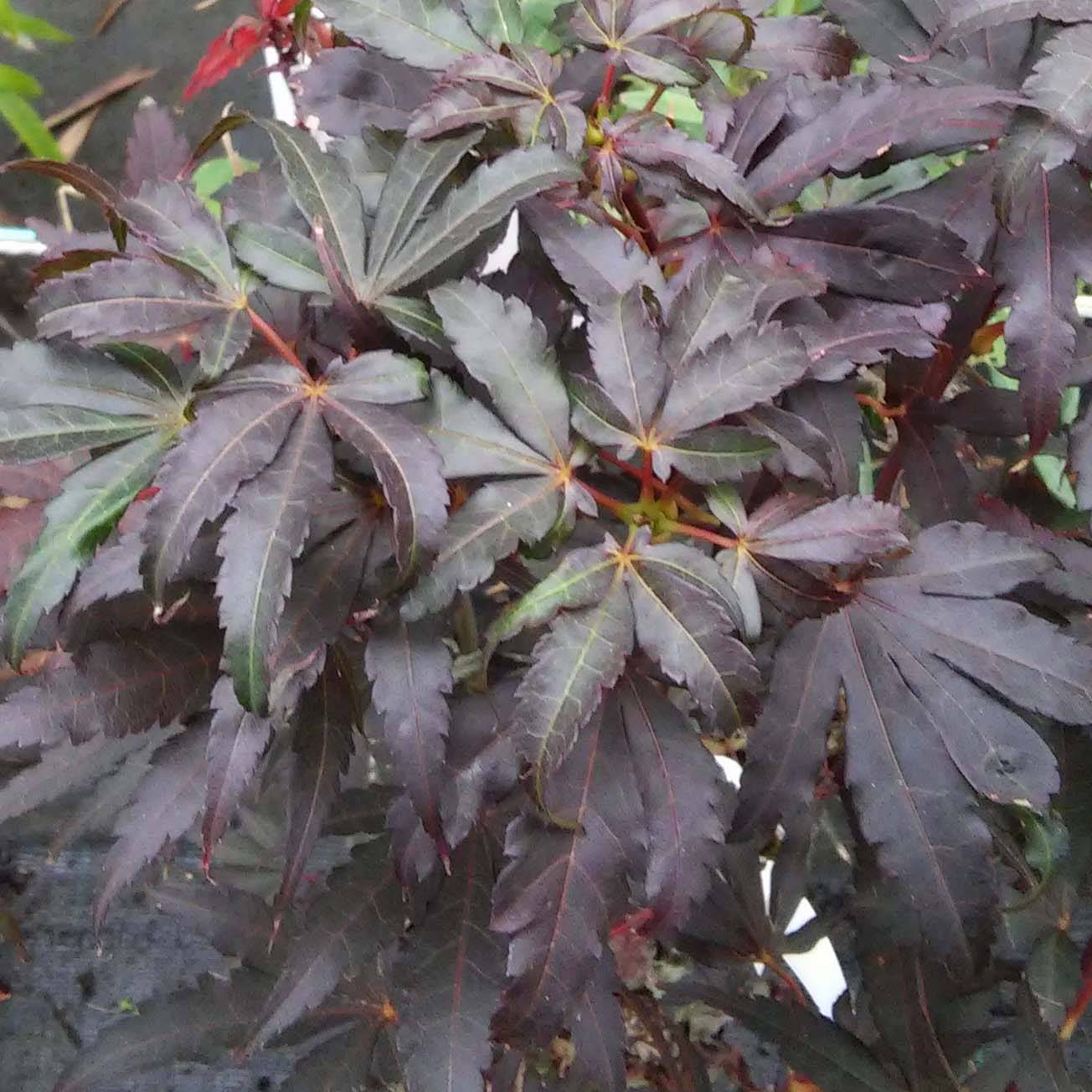 Erable du Japon - Acer palmatum Skeeter's Broom Pot de 3L/4L - Image 1