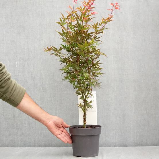 Erable du Japon - Acer palmatum Skeeter's Broom Pot de 3L/4L - Image 2