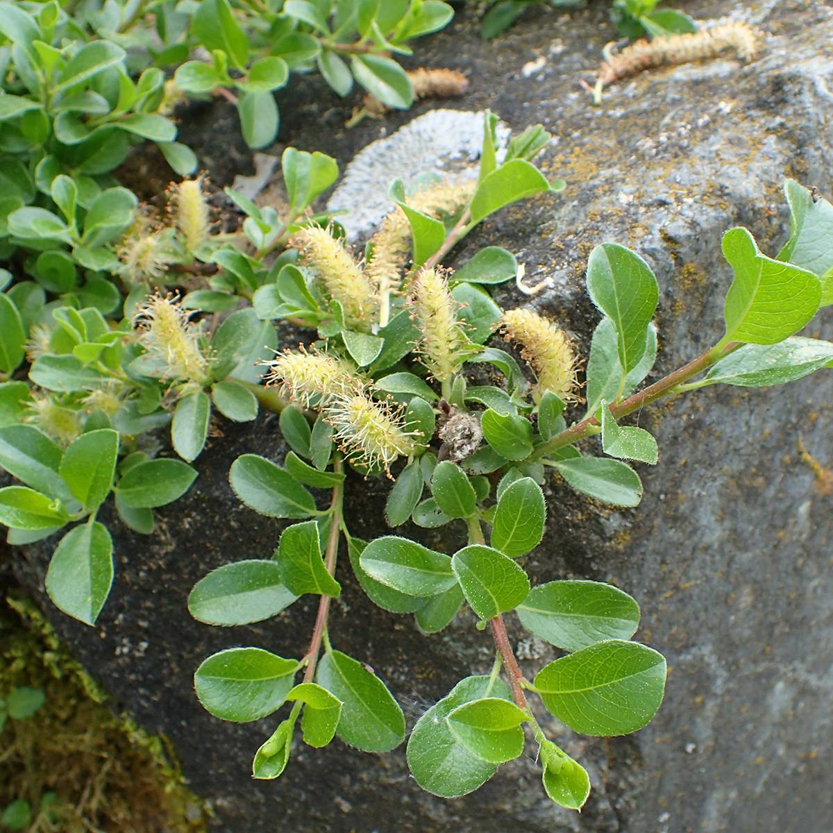 Promesse de Fleurs - Salix (x) simulatrix - Saule nain Pot de 2L/3L, Tige, Tige de 40 cm