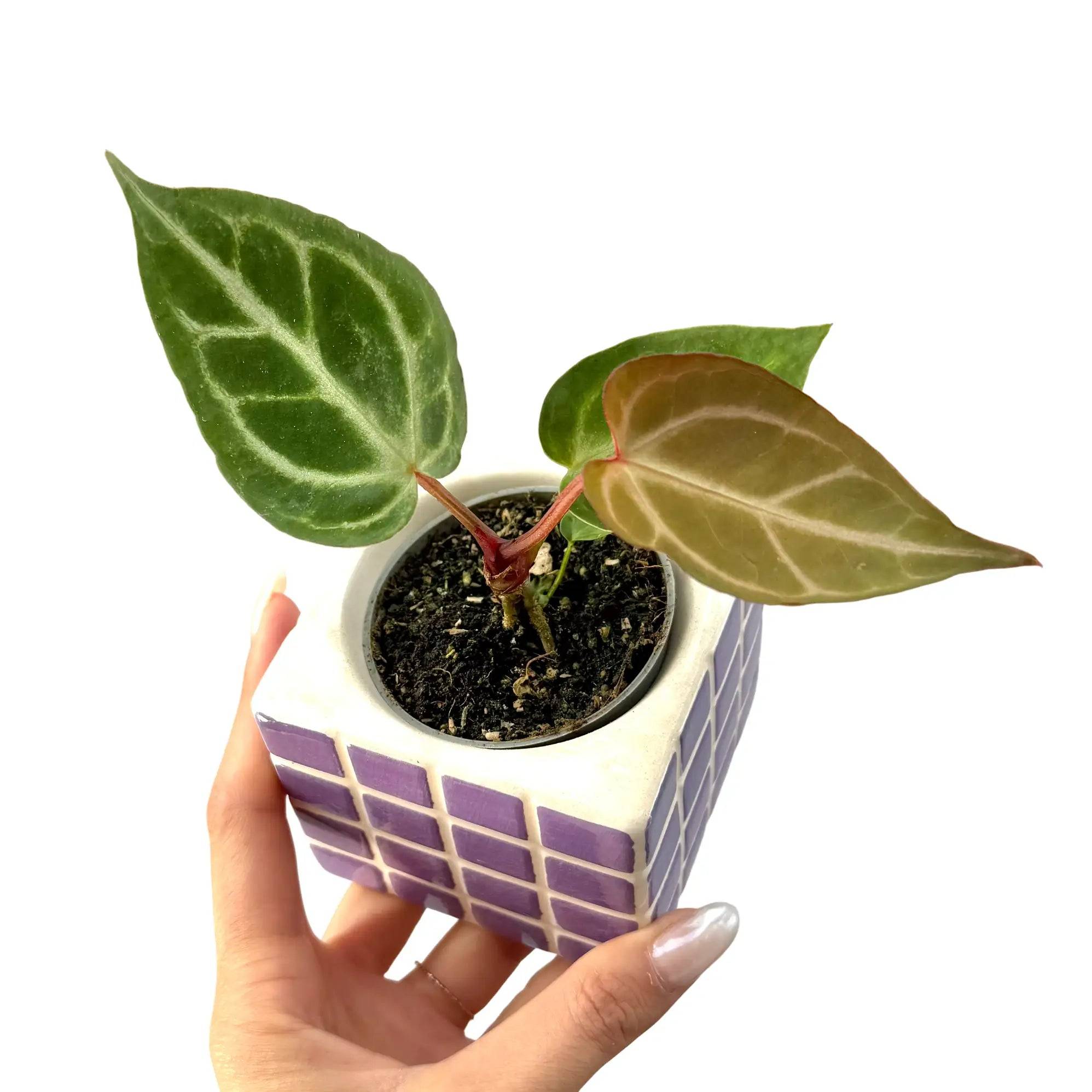 Anthurium Crystallinum - Pot de 6cm - Plantes d'intérieur - Image 1