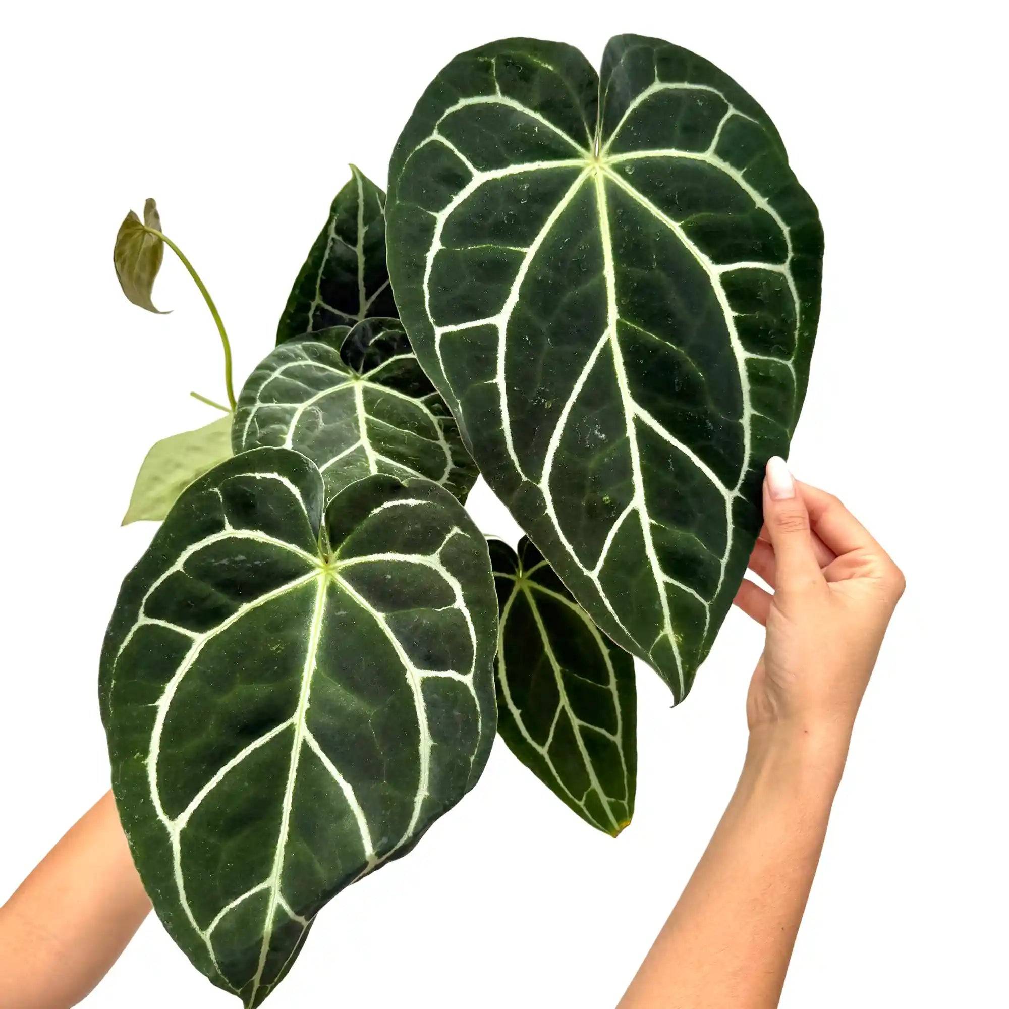 Anthurium Crystallinum - Pot de 6cm - Plantes d'intérieur - Image 6