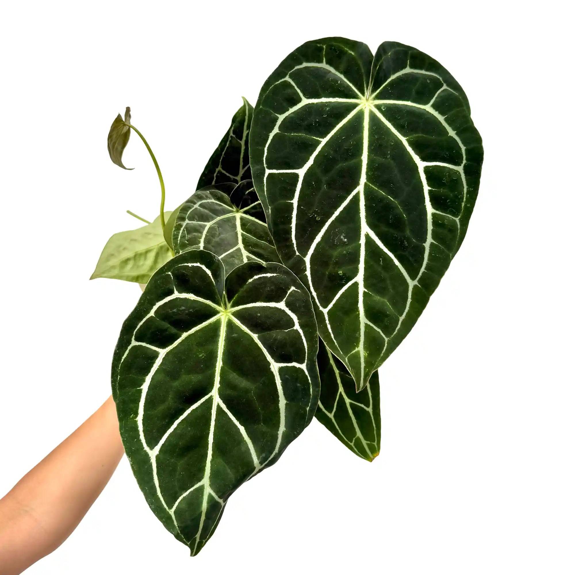 Anthurium Crystallinum - Pot de 6cm - Plantes d'intérieur - Image 5