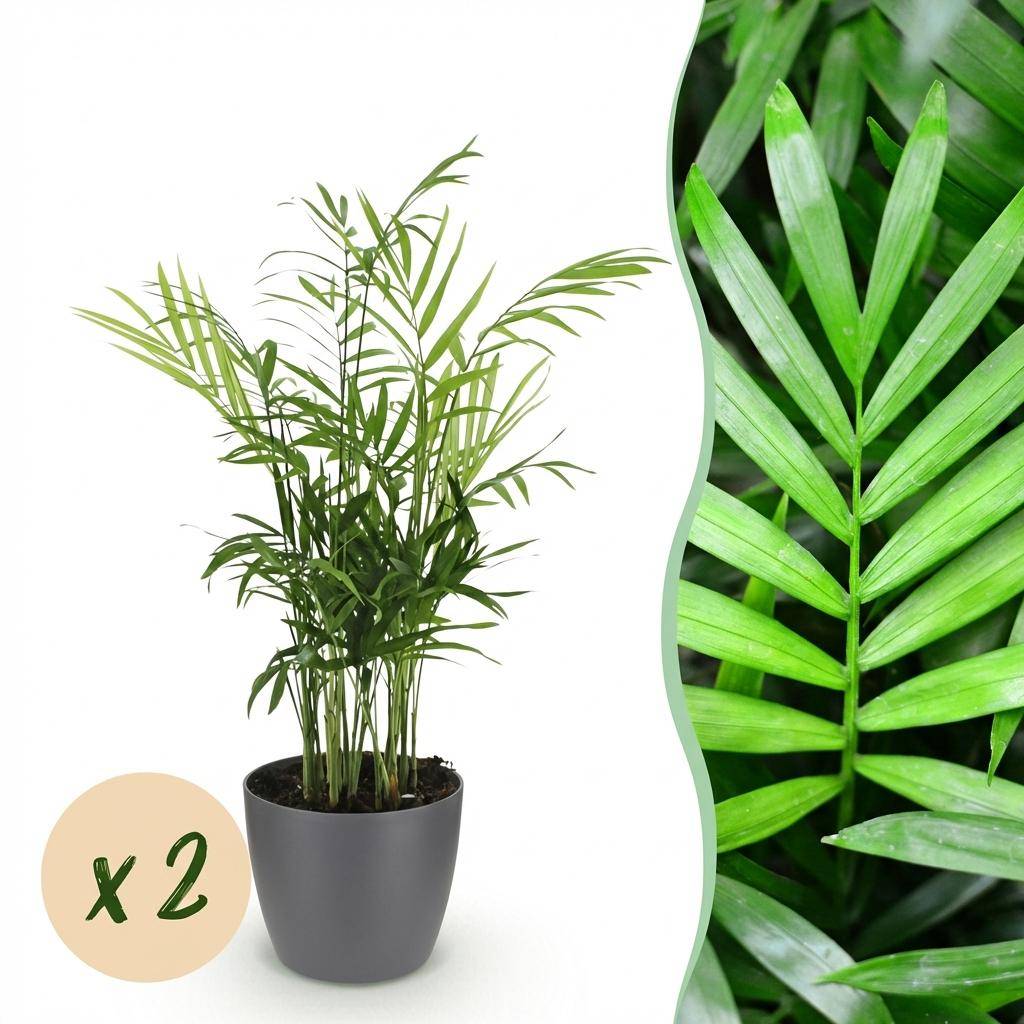 Chamaedorea elegans - Pet-friendly - Pot de 12cm - Hauteur 15cm - 2 plantes - Gris - Plantes d'intérieur - Image 1