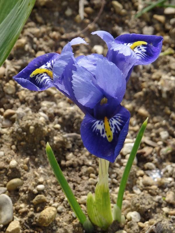 Promesse de Fleurs - Iris reticulata Harmony Bulbe calibre 6+ (par 30) - Image 1
