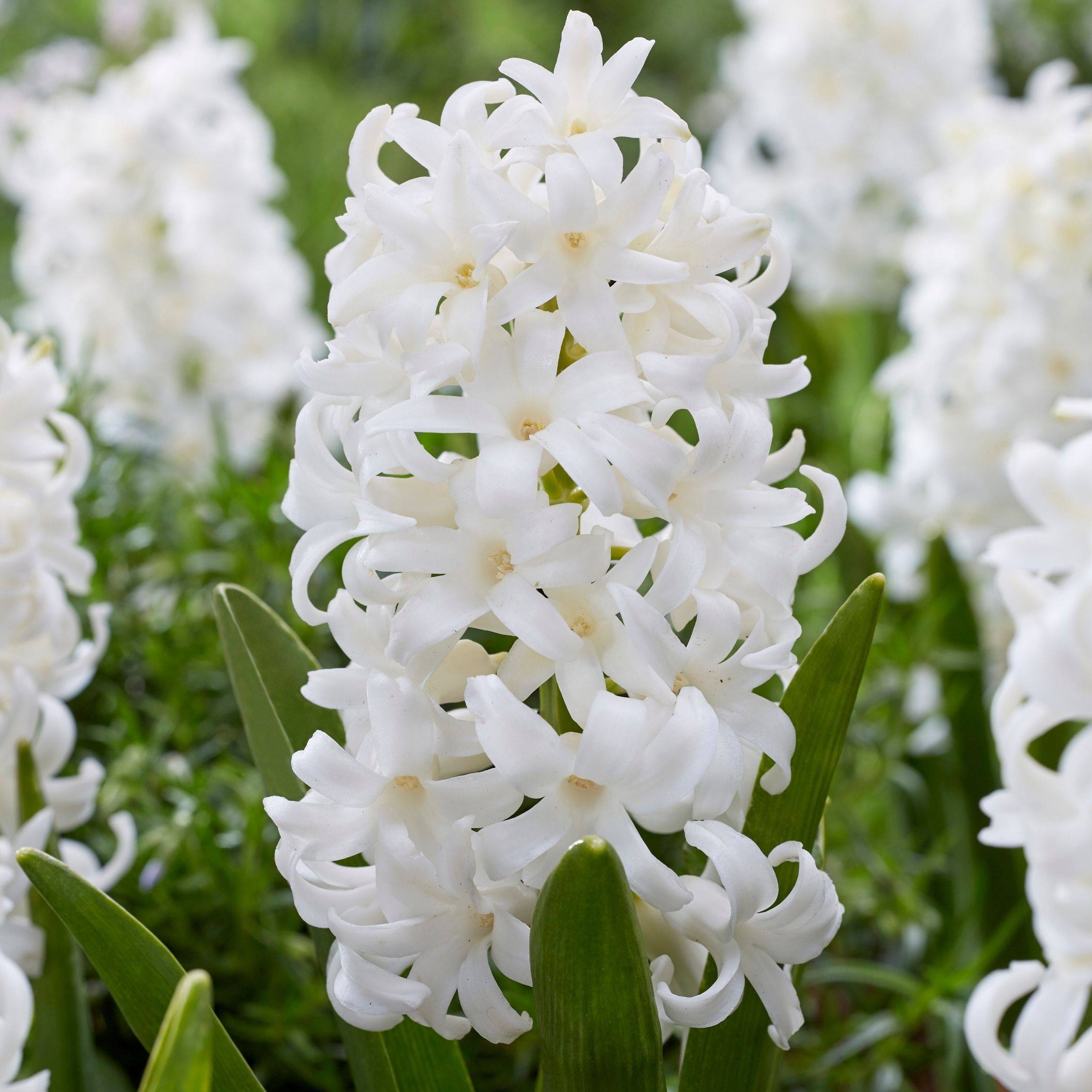 Plant In A Box - Jacinthe - Set de 10 - Hyacinthus 'Carnegie' - Bulbes à fleurs - Blanc - Image 4