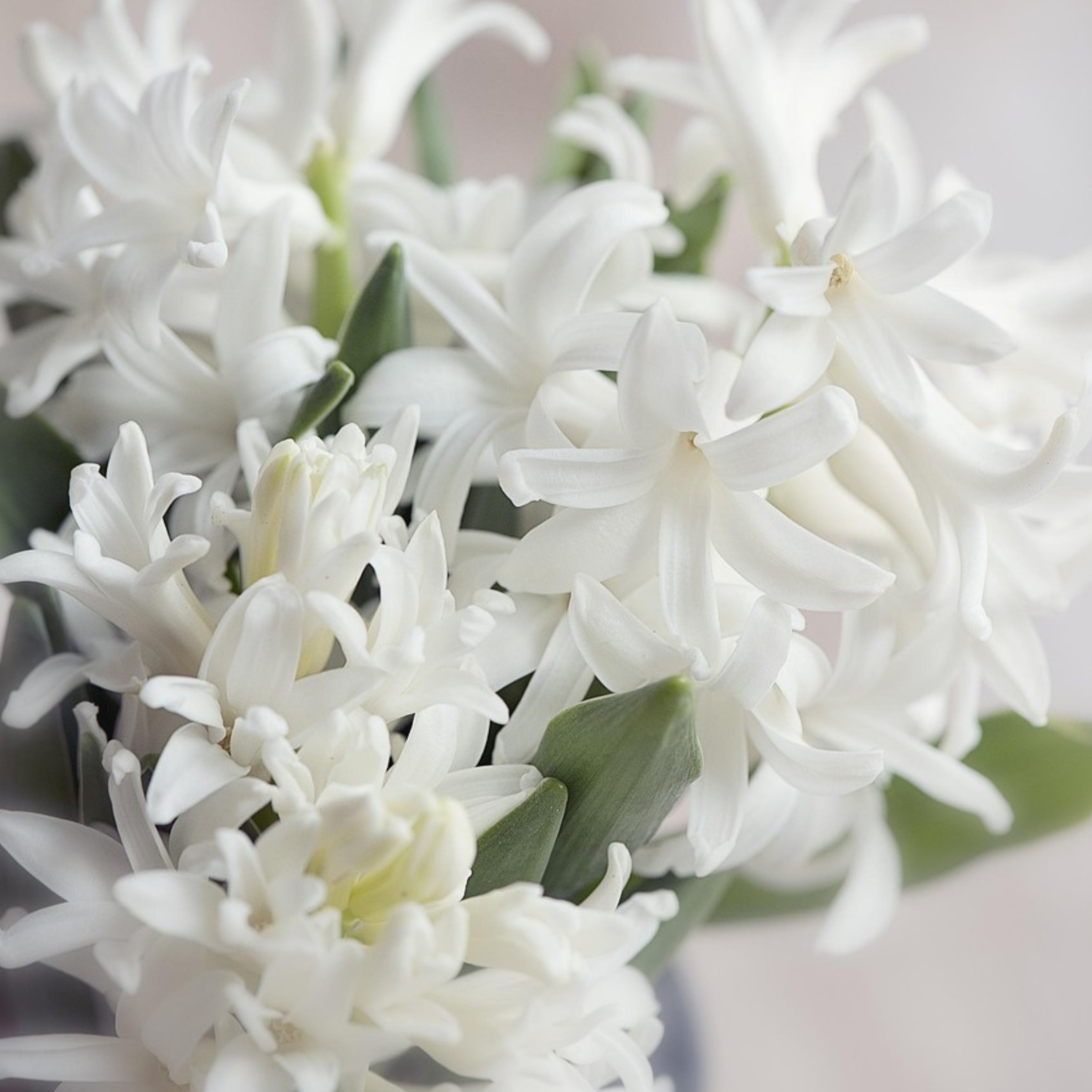 Plant In A Box - Jacinthe - Set de 10 - Hyacinthus 'Carnegie' - Bulbes à fleurs - Blanc - Image 5