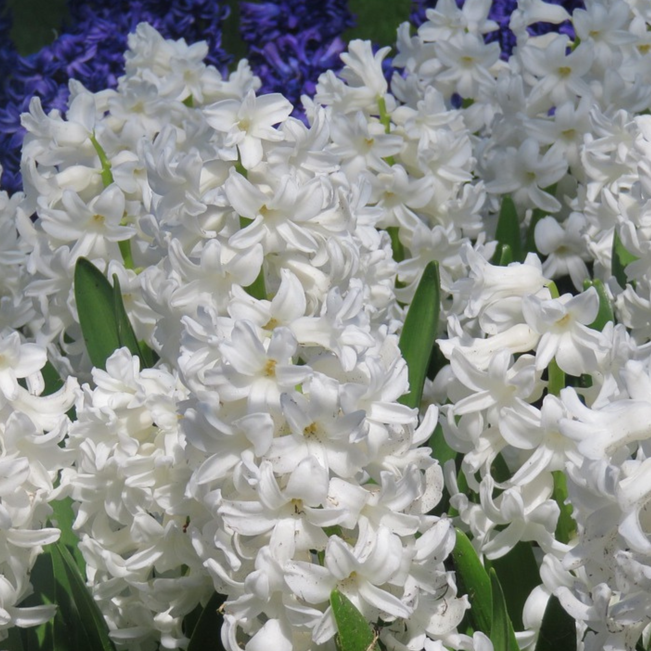 Plant In A Box - Jacinthe - Set de 10 - Hyacinthus 'Carnegie' - Bulbes à fleurs - Blanc - Image 3