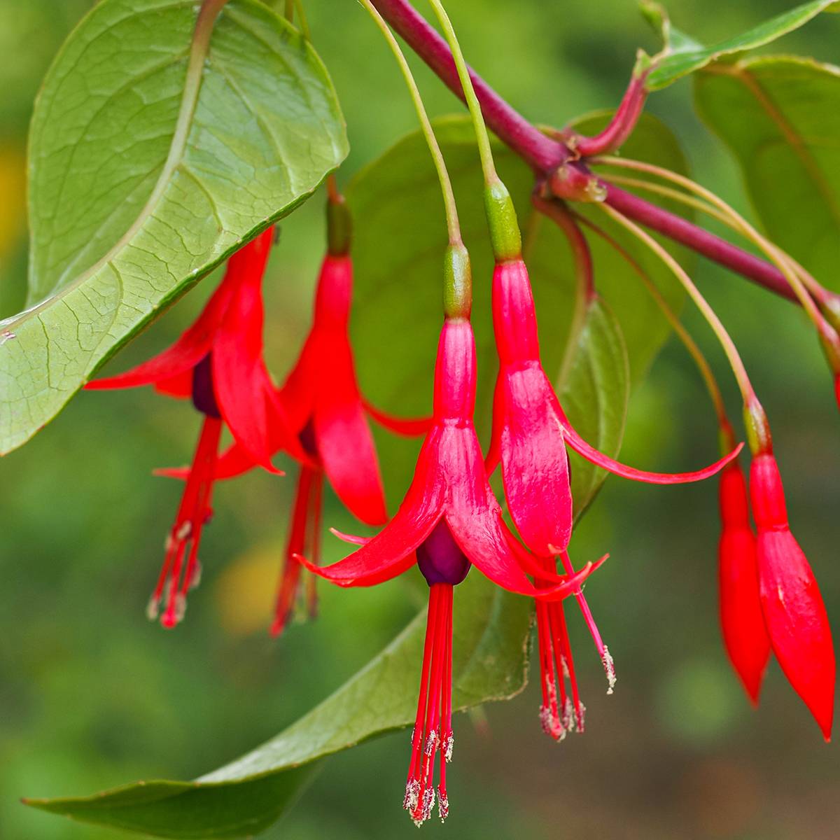 Promesse de Fleurs - Fuchsia hatschbachii - Fuchsia de Hatschbach Godet de 8/9 cm - Image 1
