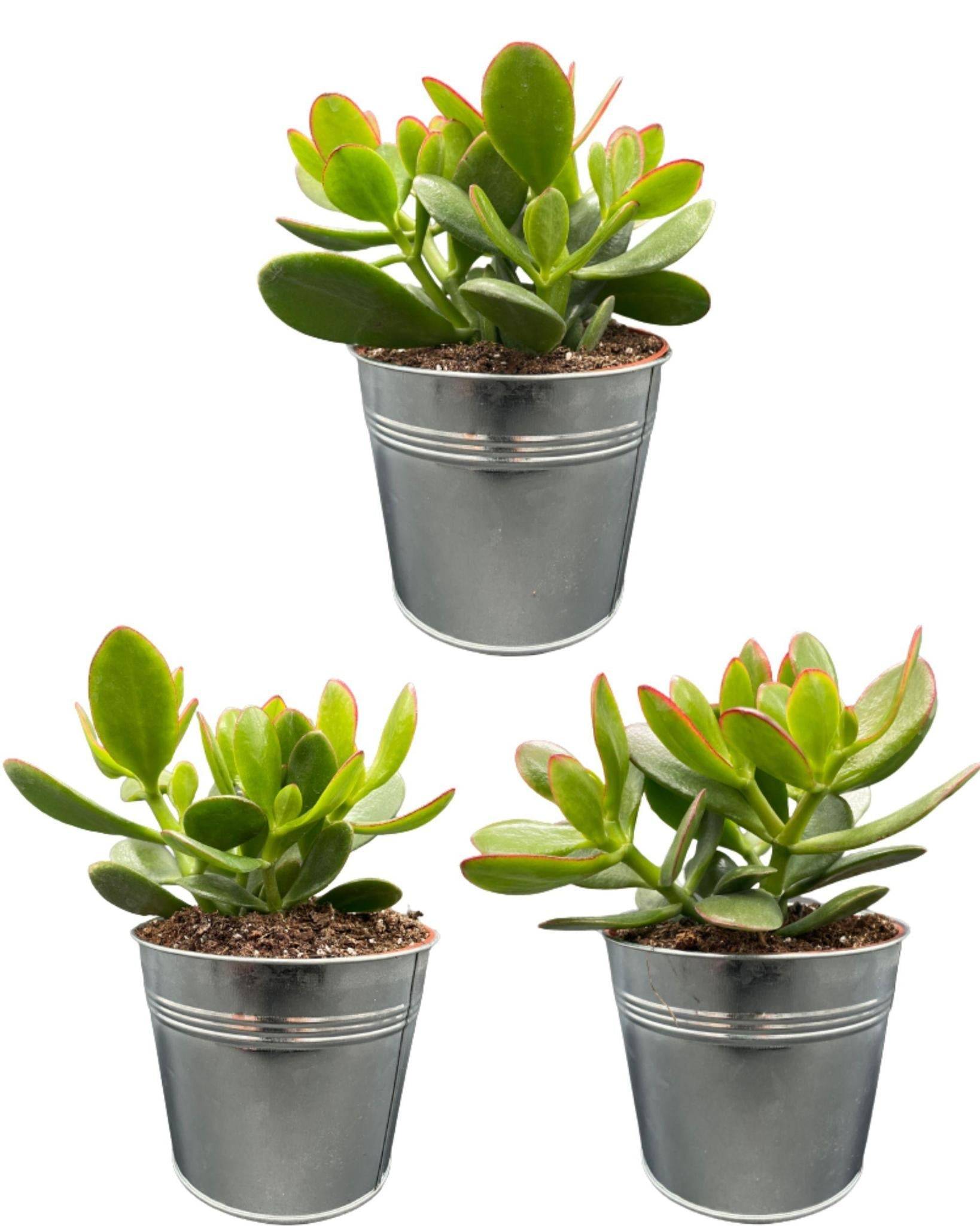 Crassula Ovata en Pot Zinc (Lot de 3)- La Green Touch