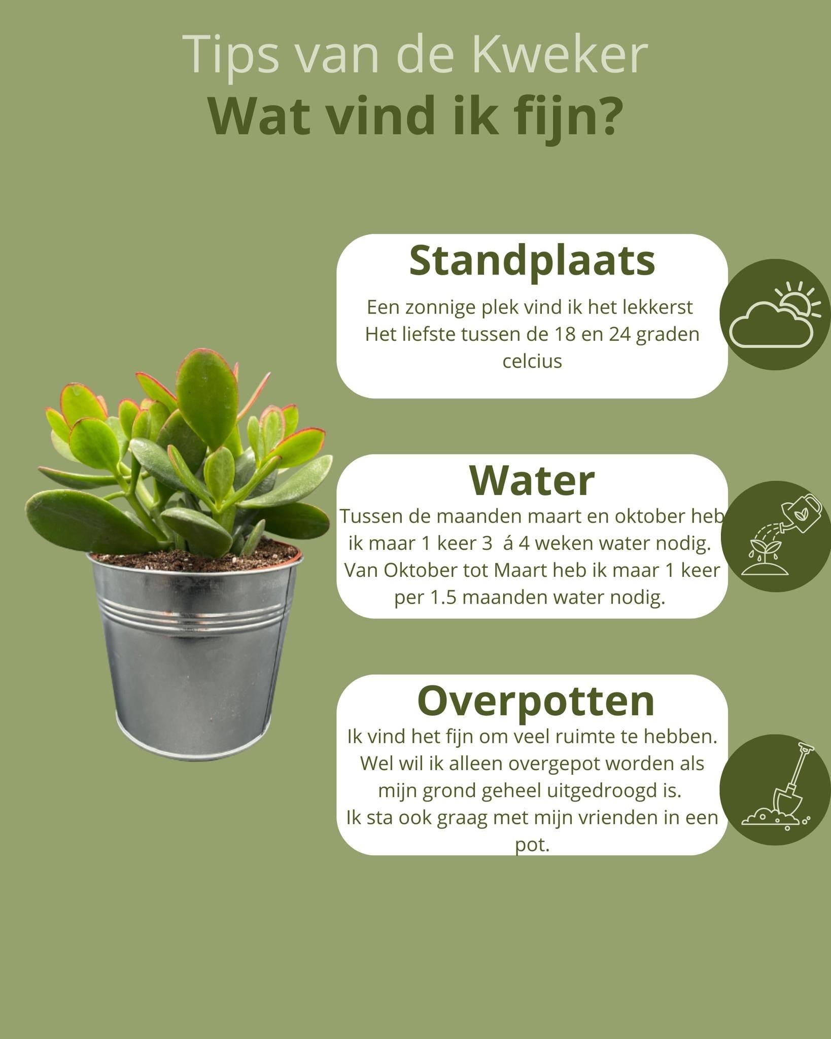Crassula Ovata en Pot Zinc (Lot de 3)- La Green Touch - Image 5