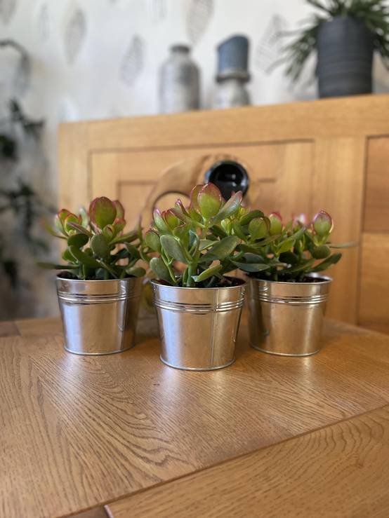 Crassula Ovata en Pot Zinc (Lot de 3)- La Green Touch - Image 2