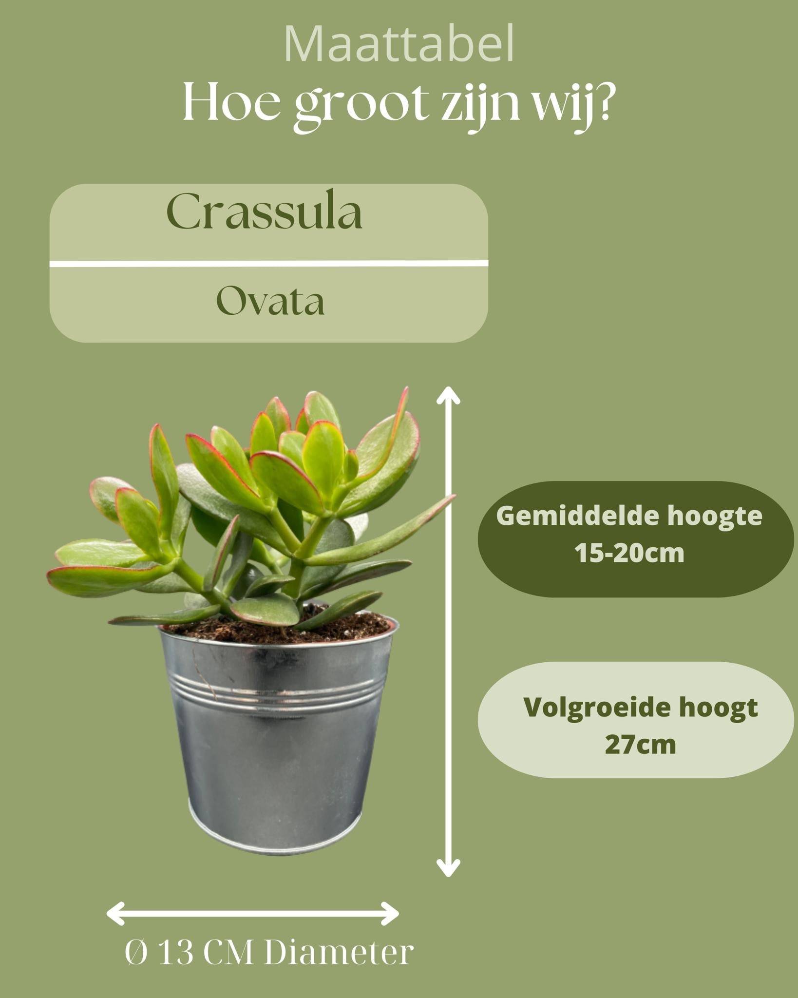Crassula Ovata en Pot Zinc (Lot de 3)- La Green Touch - Image 4