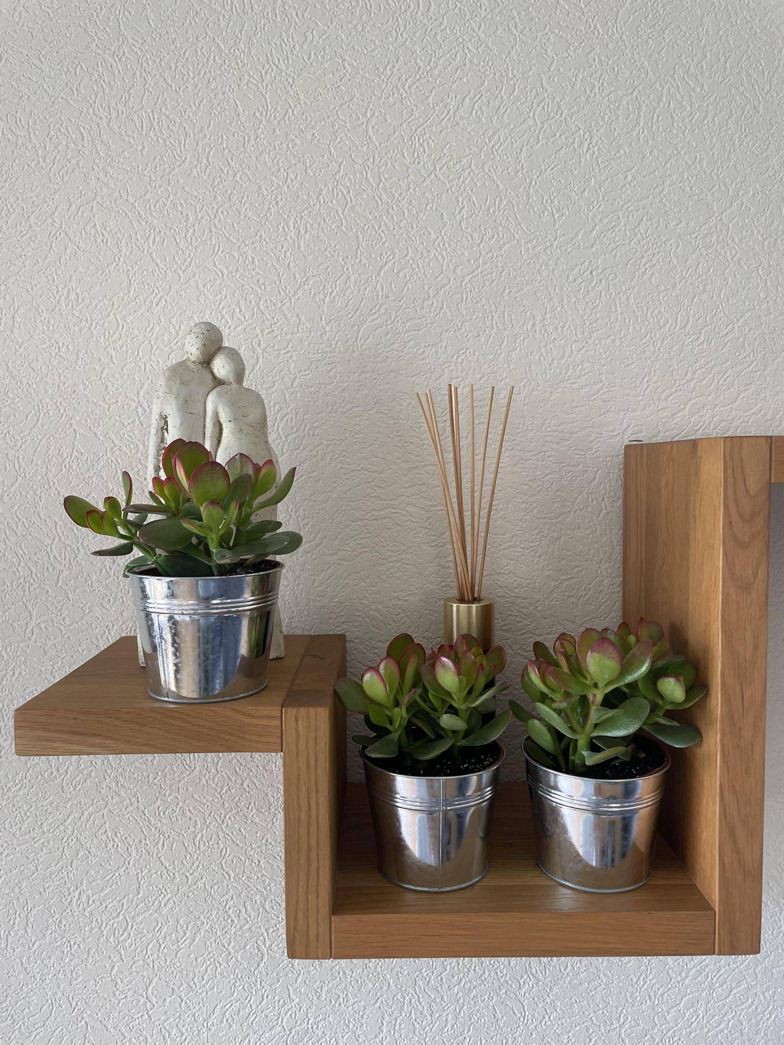 Crassula Ovata en Pot Zinc (Lot de 3)- La Green Touch - Image 3
