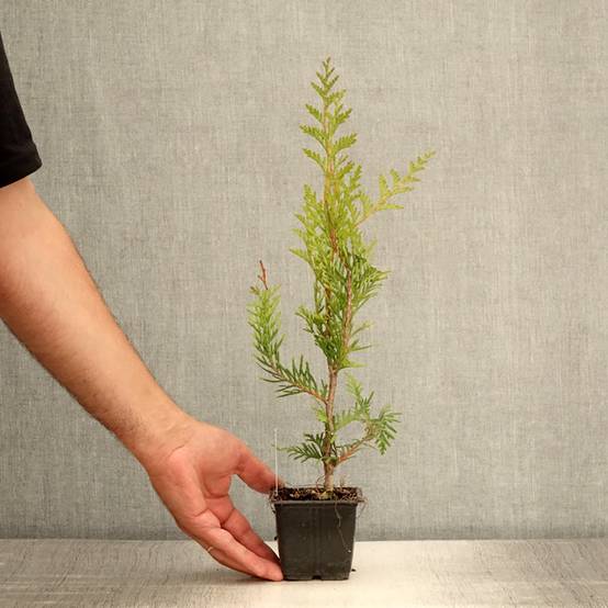 Thuya pour haie - Thuja plicata Atrovirens Godet de 8/9 cm - Image 2