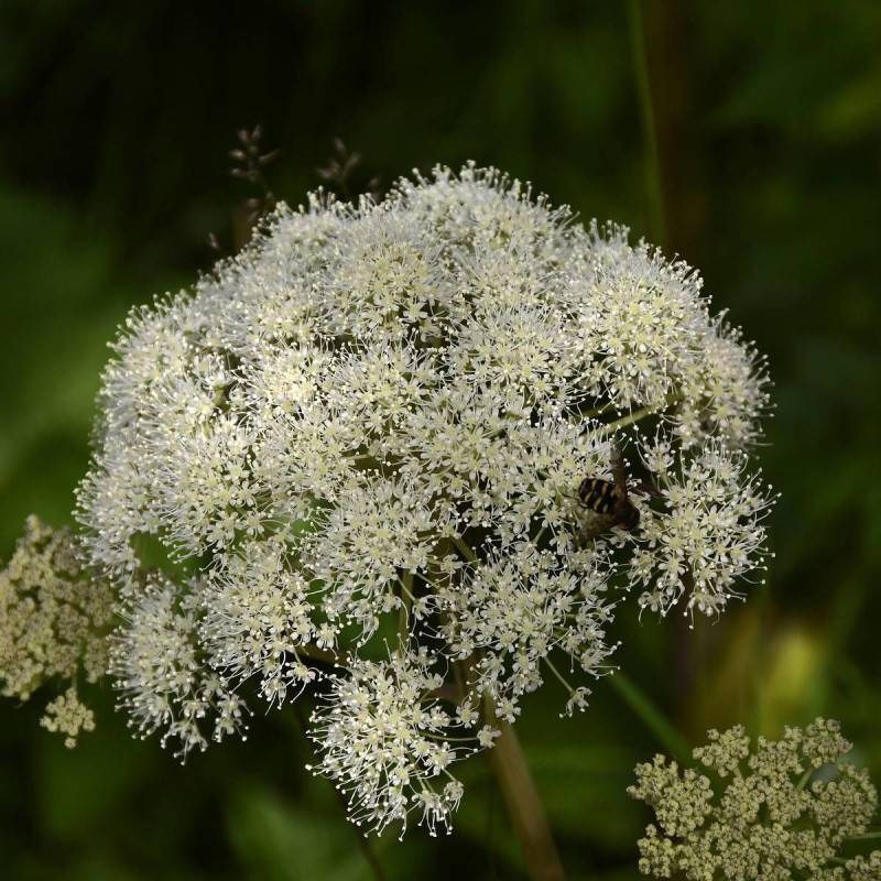 Angélique officinale archangelica à fleurs Blanche - feuillage Caduc - Godet - 5/20 cm-  hauteur à maturité De 1,00 m à 1,50 m - Image 1