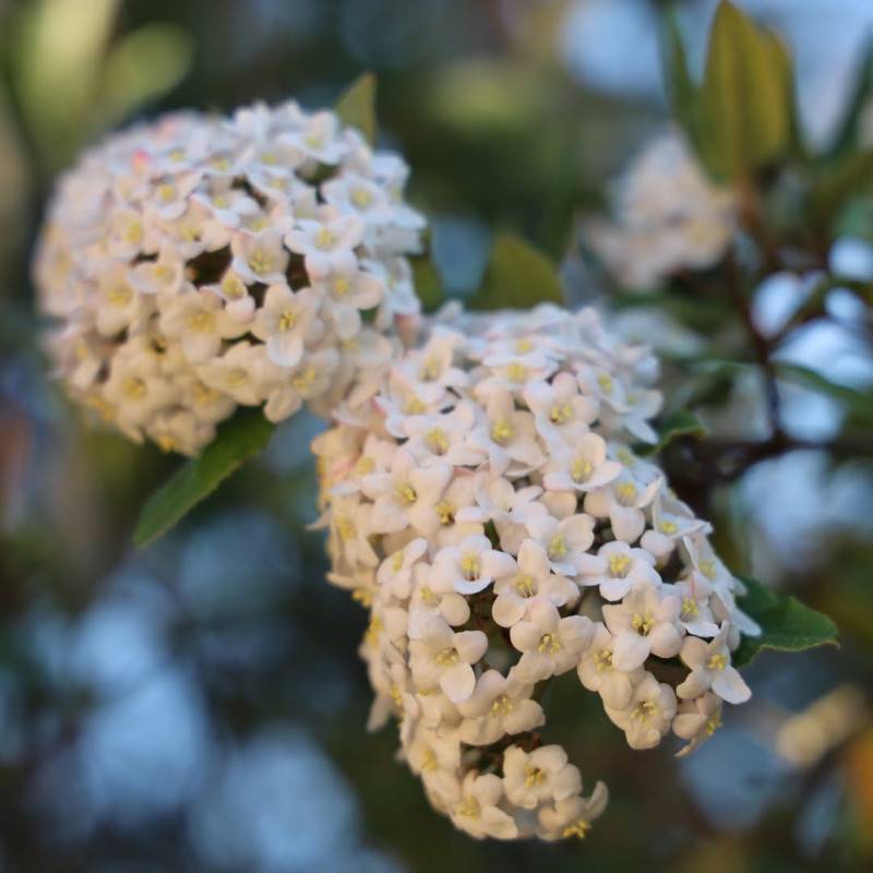 Viorne de Carlcephalum (Viburnum x carlcephalum) - Godet 9cm - Pépinières Naudet