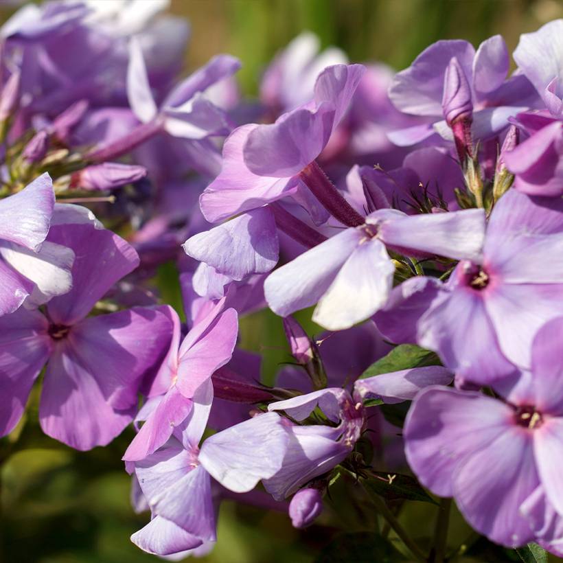 Promesse de Fleurs - Phlox paniculata Famous Light Pink Pot de 2L/3L