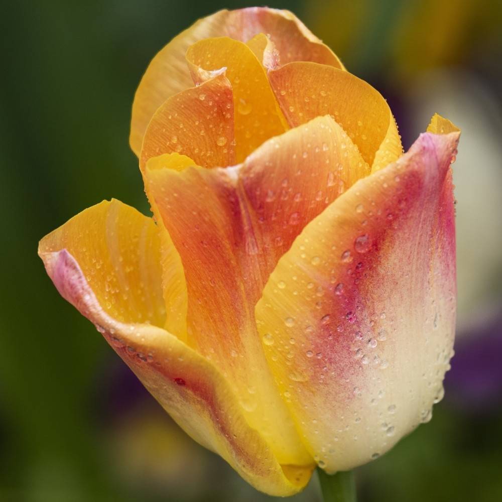 Promesse de Fleurs - Tulipe triomphe Salmon Dynasty Bulbe calibre 11+ (par 10)