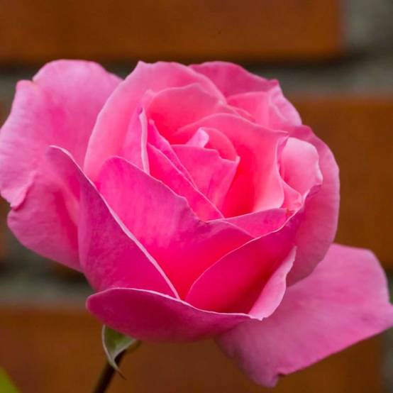 Rosier 'Queen Elizabeth' - Conteneur 3L - Pépinières Naudet - Image 1