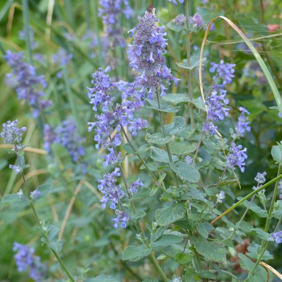 Promesse de Fleurs - Nepeta grandiflora Summer Magic Pot de 2L/3L