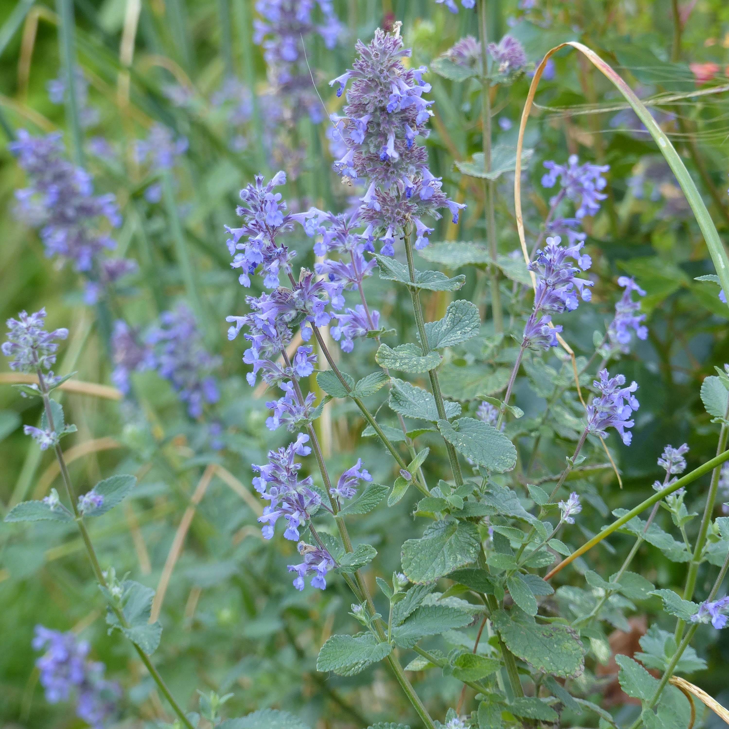 Promesse de Fleurs - Nepeta grandiflora Summer Magic Pot de 2L/3L