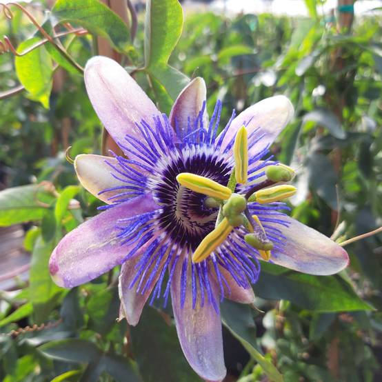 Passiflore Lady Betty Myles Young - Fleur de la Passion bleue violet Pot de 3L/4L