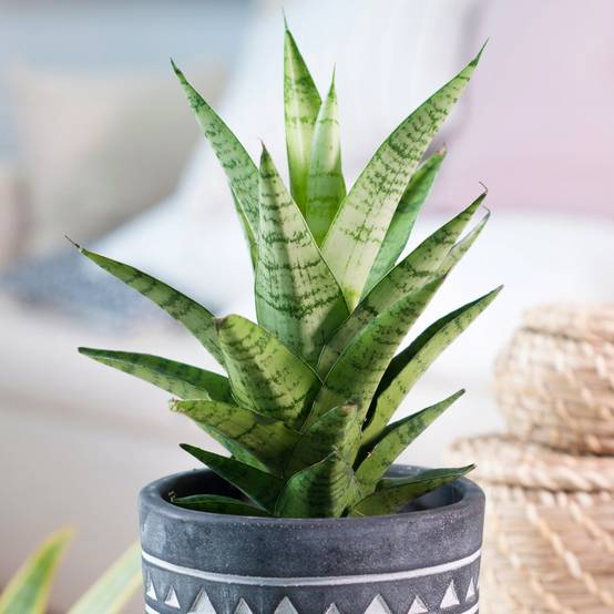 Gardenersdream - Sansevieria Tough Lady | Cadeau Plantes D'Intérieur À Vendre | Idéale Pour La Maison Ou Le Bureau - GardenersDream - Image 1