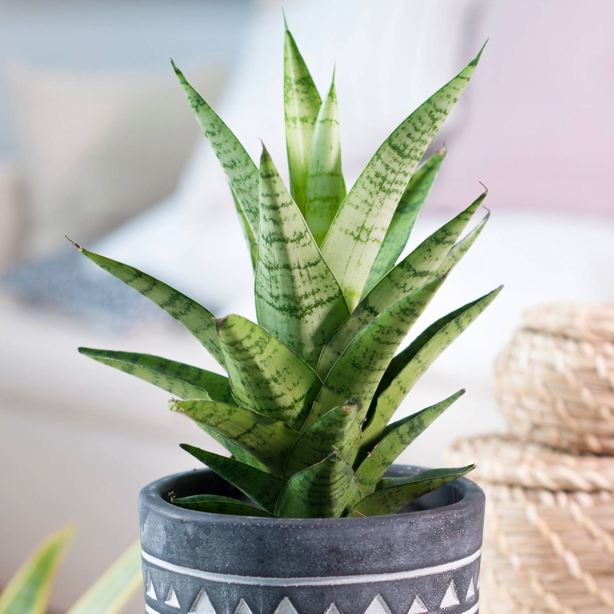 Gardenersdream - Sansevieria Tough Lady | Cadeau Plantes D'Intérieur À Vendre | Idéale Pour La Maison Ou Le Bureau - GardenersDream - Image 1